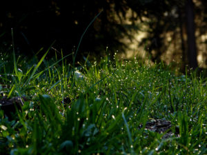 herbes rosée du matin